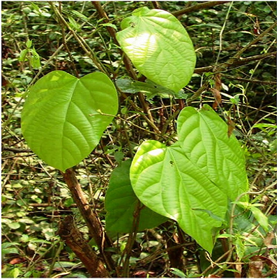 tumbuhan